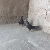 کبوتر