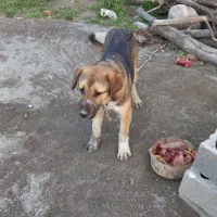 سگ ۷ ماهه دورگه آلابای