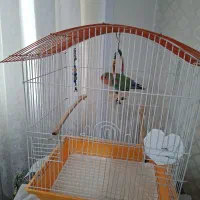 طوطی برزیلی باهوش  وارام