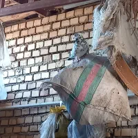 کبوتر|پرنده|گنبد کاووس, |دیوار