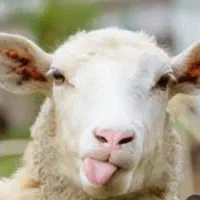 تمیز‌کردن‌کله‌‌پاچه‌گوسفند‌وپاک‌کردن‌سیلاب‌شیردون