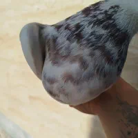 فروش 1جفت طوقی با یه دونه سرکه ای