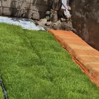 نشا هاشمی