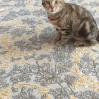 واگزاری گربه