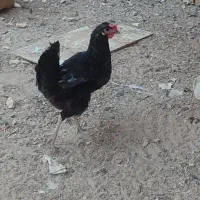 مرغ عربی