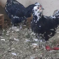 تخم مرغ نطفه دار گلین|حیوانات مزرعه|اصفهان, قهجاورستان|دیوار