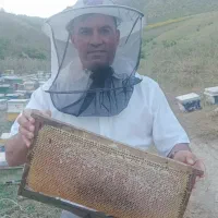 عسل جنگلی ب شرط آزمایش