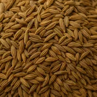 کنجاله مرغوب رازیانه برای افزایش اشتها وشیردهی دام