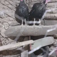 بقلمون نر محلی چاق  فروش فوری|حیوانات مزرعه|بجنورد, |دیوار