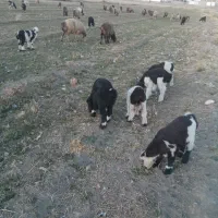 بز و میش بره دار به فروش میرسد|حیوانات مزرعه|یاسوج, |دیوار