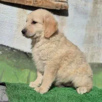 گلدن رتریور توله