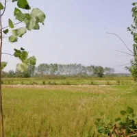 زمین-باغچه