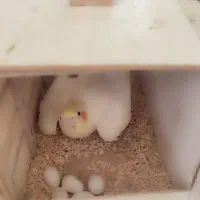 عروس هلندی مولد ماده لوتینو نر سینامون|پرنده|شهریار, شهرک وائین|دیوار