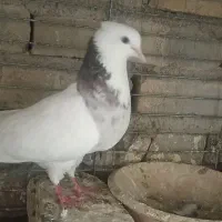 ماده طوقی سرور اردکان|پرنده|اردکان, |دیوار