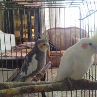 عروس هلندی|پرنده|اصفهان, تصفیه خانه فاضلاب|دیوار