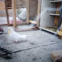 معاوظه با جوجه جوانه