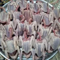 گوشت کبوتر اهلی