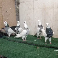 طوقی ۶ عدد نر اس|پرنده|شاهینشهر, عطار|دیوار