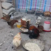 مرغ|حیوانات مزرعه|باسمنج, |دیوار