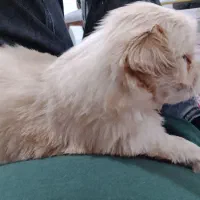 توله سگ مالتیس واکسن خورده