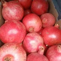 انار دونه قرمز درجه یک|خوردنی و آشامیدنی|شیراز, شریف‌آباد|دیوار