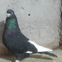 قره سینه نر