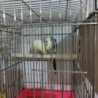 عروس هلندی جفتی همراه با قفس وجوجه