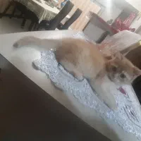 توله گربه بریتیش گلد|گربه|تبریز, |دیوار