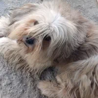 سگ نژاد دار رنگ پسته‌ای