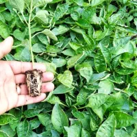 فروش انواع تولکی(نشا)