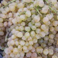 انگور شیرین