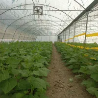 نیازمند یک خانواده جهت کار گلخانه