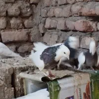 تعدادی کفتر فروشی|پرنده|بم, |دیوار