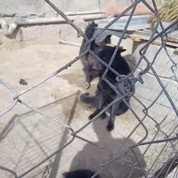 ژرمن بلک|سگ|تهران, تختی|دیوار