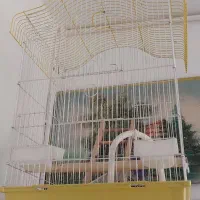 قفس عروس هلندی