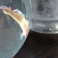 ماهی فایتر|ماهی|اردبیل, |دیوار