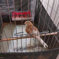 یک جفت فائو