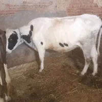 ۳عددگاو شیری|حیوانات مزرعه|نظر کهریزی, |دیوار