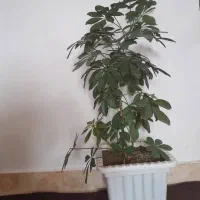 گل و  گیاه اپارتمانی|گل و گیاه طبیعی|اهر, |دیوار