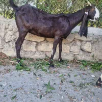 بزافغانی اصل دماغ طوطی زیرگلودارآبستن|حیوانات مزرعه|شوشتر, |دیوار