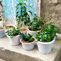 فروش چند نوع گل زیبا
