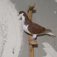 کبوتر ساده چپ سرخ|پرنده|گرگان, |دیوار