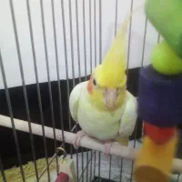 جفت عروس هلندی نر ماده ضمانتی