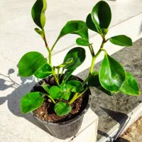 گل زیبا و شاداب خانگی|گل و گیاه طبیعی|خرمآباد, |دیوار