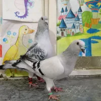 نر و ماده