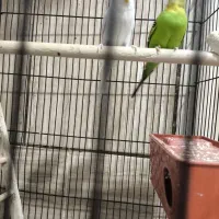 مرغ عشق تخم گزار