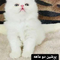 گربه پرشین اسکاتیش شیتزو|گربه|تبریز, |دیوار