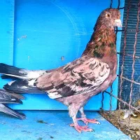 کفتر زردی پرشی