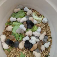 مرکز تخصصی پرورش و فروش همستر سوری،کمپل