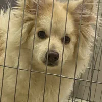 سگ پامر روباهی